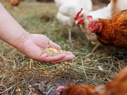 Rodinná R.A.T.C. Farma – Vajíčka z volného výběhu od Maxíka