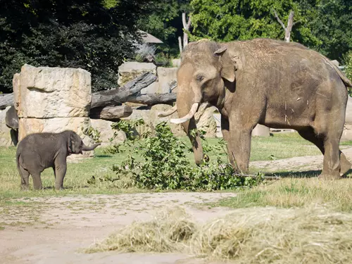 Sloní princezny ze Zoo Praha už umí plavat, Mmladší Amalee trumfla na váze Lakunu