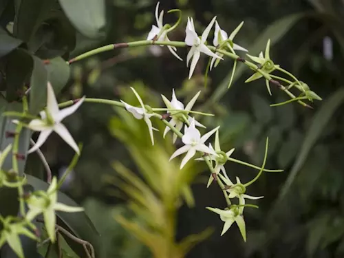 Ve skleníku Fata Morgana vykvetla po dlouhé době vzácná orchidej 