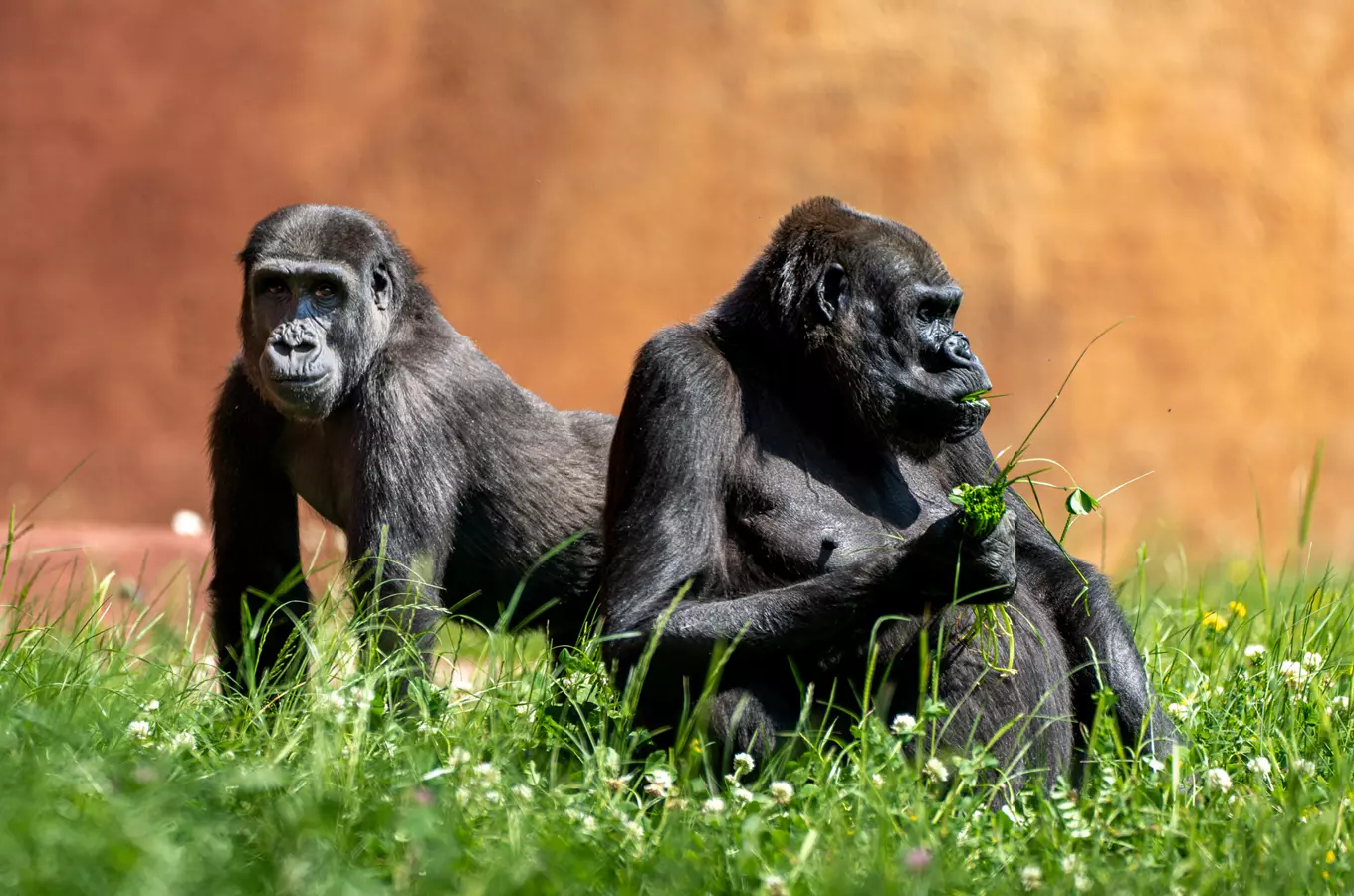 Gorily v Rezervaci Dja si užívají venkovní výběh