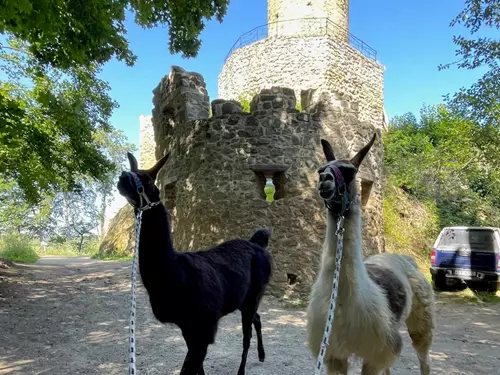 lamatrekking Cimburk - Koryčany