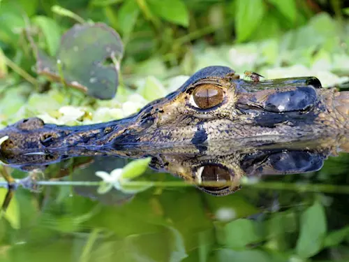 Plzeňská zoo otevřela nový pavilon Filipíny s tropickými motýly a krokodýly