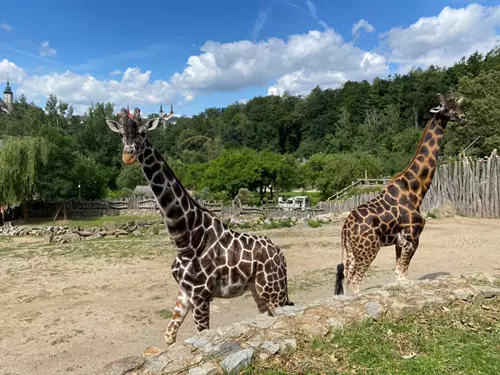 Zoo Jihlava, Kudy z nudy, žirafy