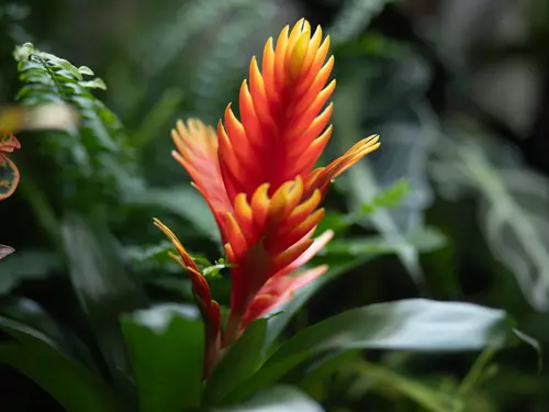Tropické květy v Botanické zahradě – prodejní výstava