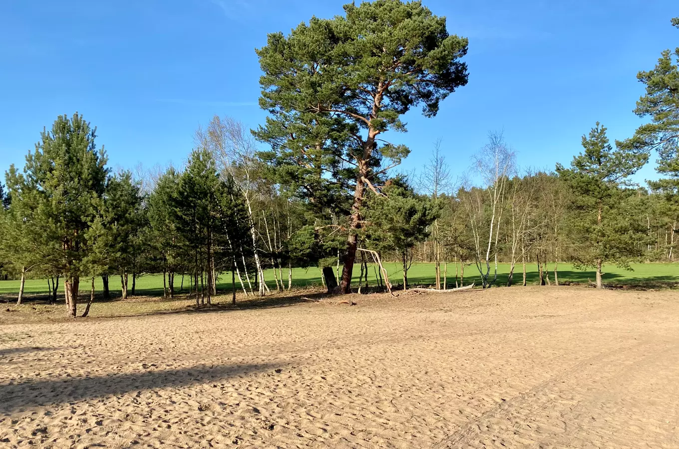 Písečný přesyp u Vlkova – česká Sahara