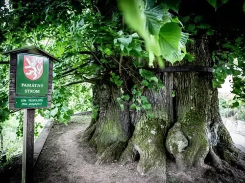 Výlety ke stromům: poznejte vítěze ankety Strom roku v průběhu let