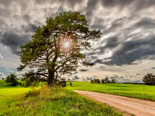 Výlety za památnými stromy: znáte naše legendami opředené borovice?