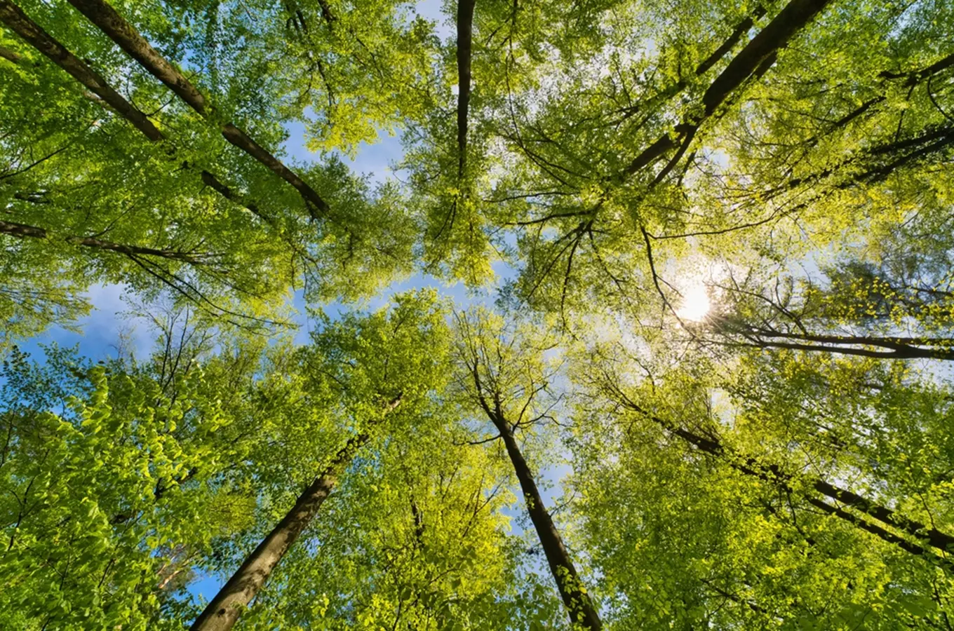 Lesem – výstava na Špilberku