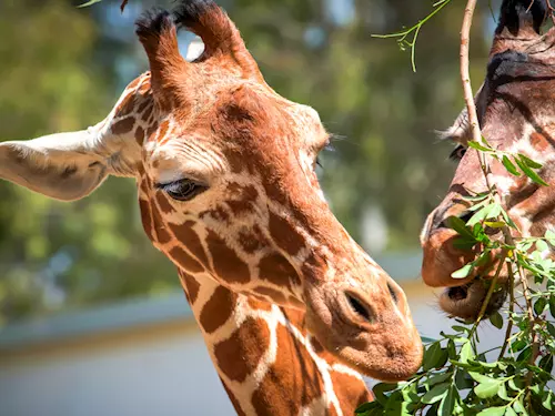 Mezinárodní den žiraf v Safari Parku Dvůr Králové