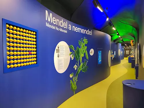 Podivuhodná cesta do jádra buňky: prozkoumejte novou expozici Mendelova muzea 