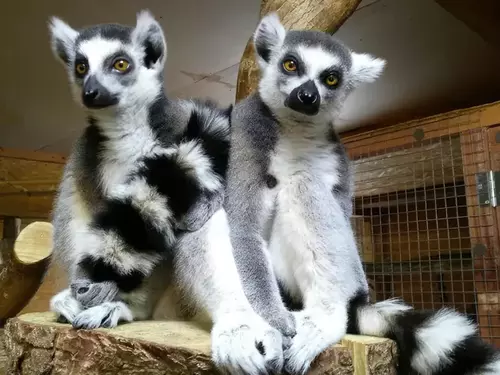 Minizoo Kostomlaty pod Řípem – krmení surikat, lemurů a makaků