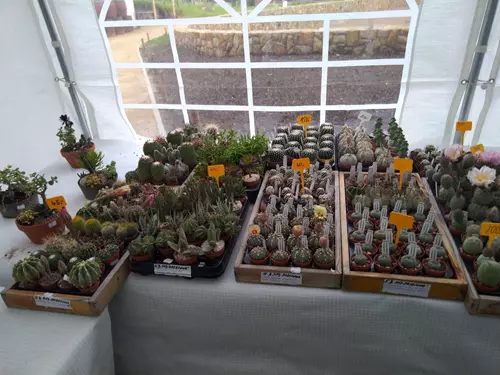Prodej rostlin na výstavě