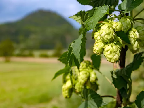 Proč je pivo hořké? Vše o chmelu, Žatecku a Žatecké chmelové oblasti