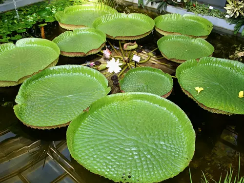 Zdroj foto: FB Botanická zahrada PřF MU Brno