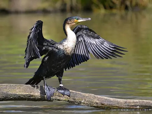 Záhlinické rybníky – významné hnízdiště vodních a tažných ptáků