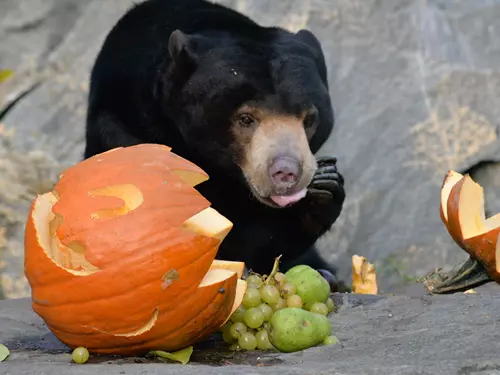 Strašidelná zoo