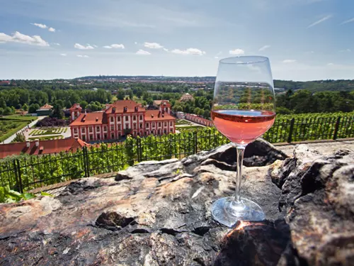 Na vinici sv. Kláry v Praze se opět urodilo. Trojská botanická zahrada představuje vína ročníku 2020