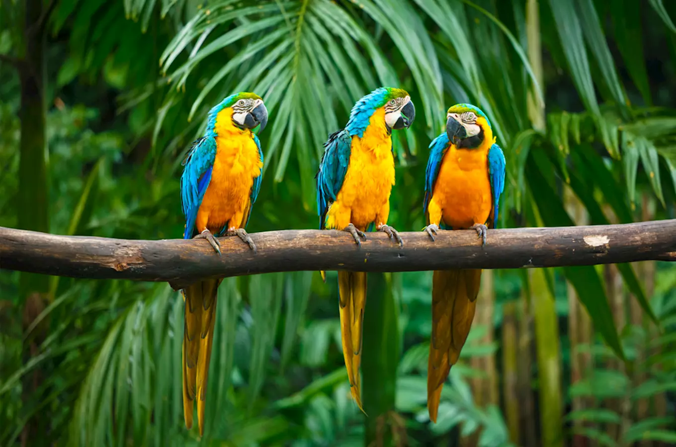 Papouščí zoo Bošovice slaví 10. výročí svého otevření