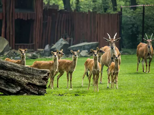 Novinka africké části safari v zoo Ostrava: vzácné vodušky abok