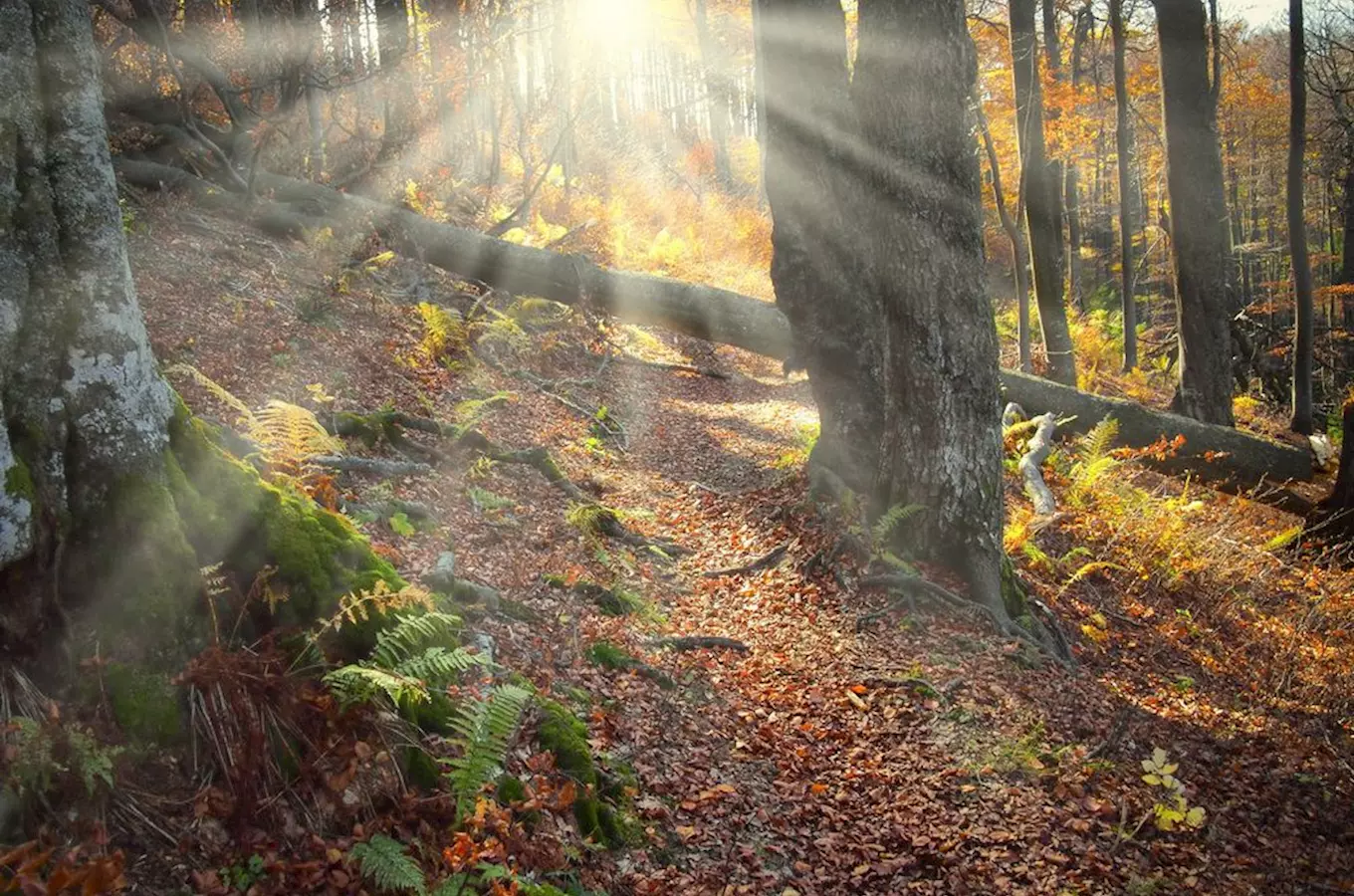 Nejstarší přírodní rezervace v Česku – Žofínský prales v Novohradských horách