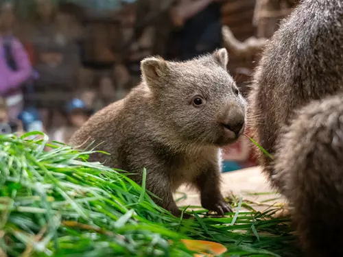 Mládě vombata v Zoo Praha