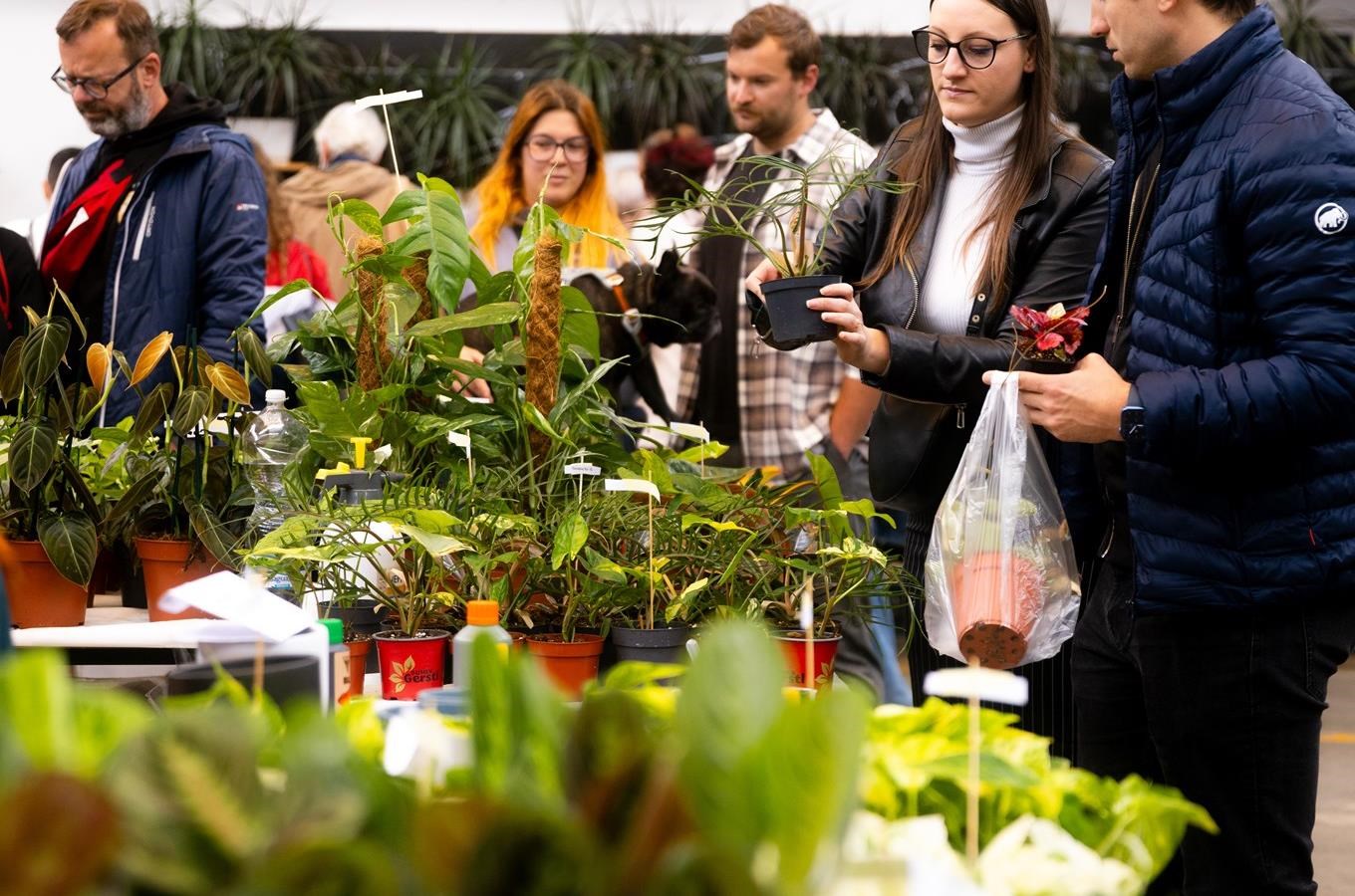 Burza Pokojových Rostlin Happyplant Tábor – Prodejní akce pokojových rostlin – Kudy z nudy