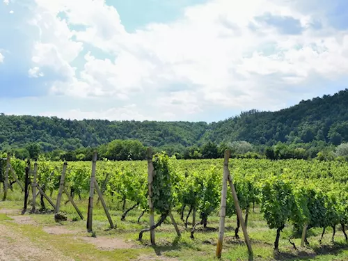 Šobes v okrese Znojmo – nejkrásnější vinařská oblast v České republice