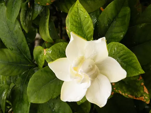 Gardenia jasminoides