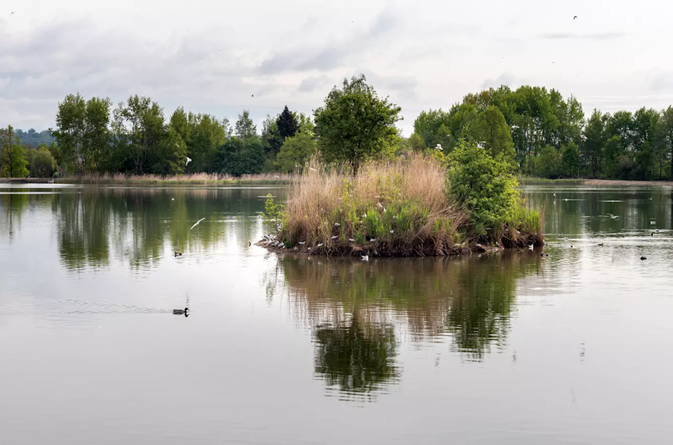 Vrbenské rybníky – unikátní ptačí ráj u Českých Budějovic