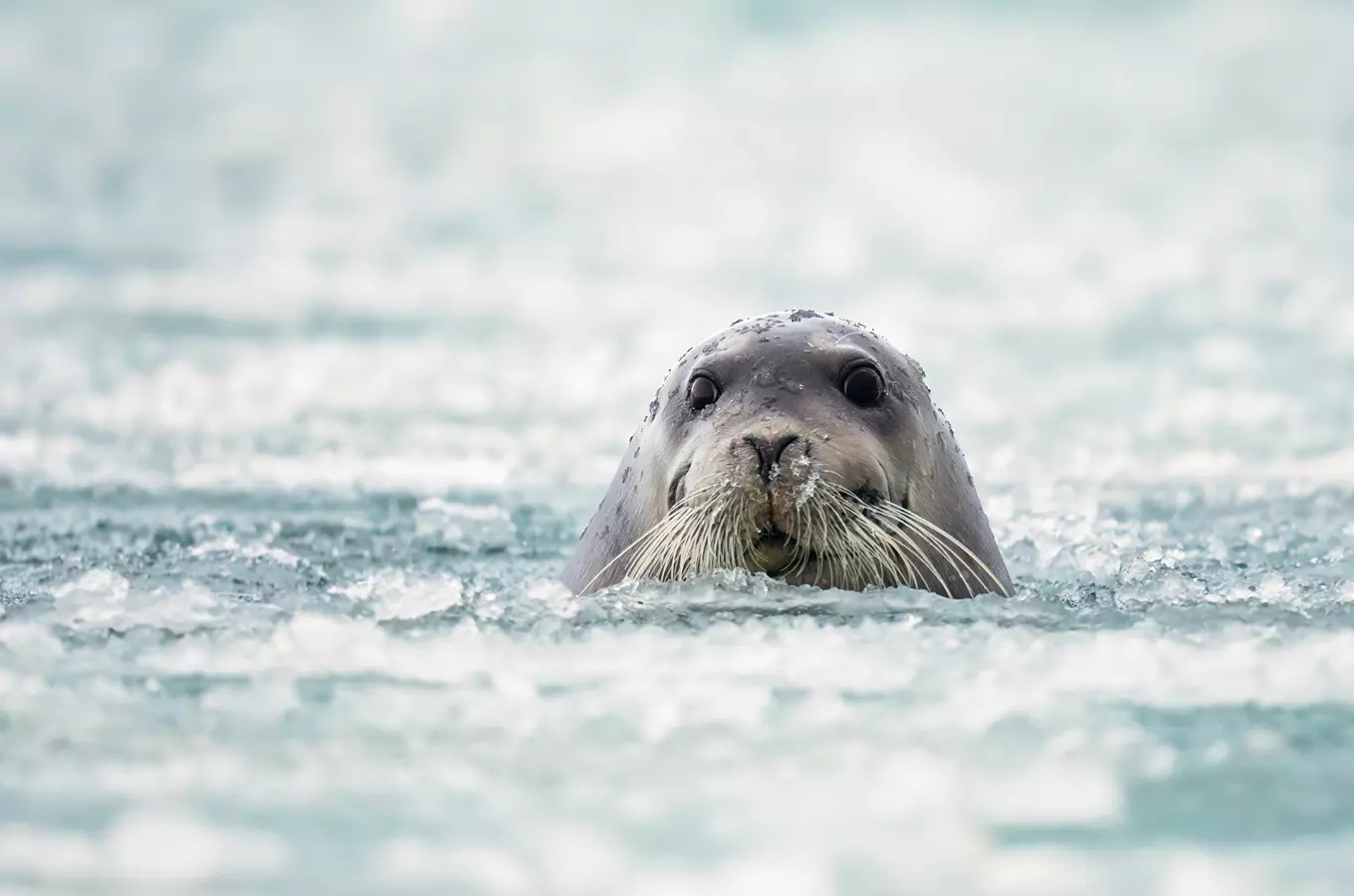 Oslavte Mezinárodní den tuleňů, lachtanů a velryb