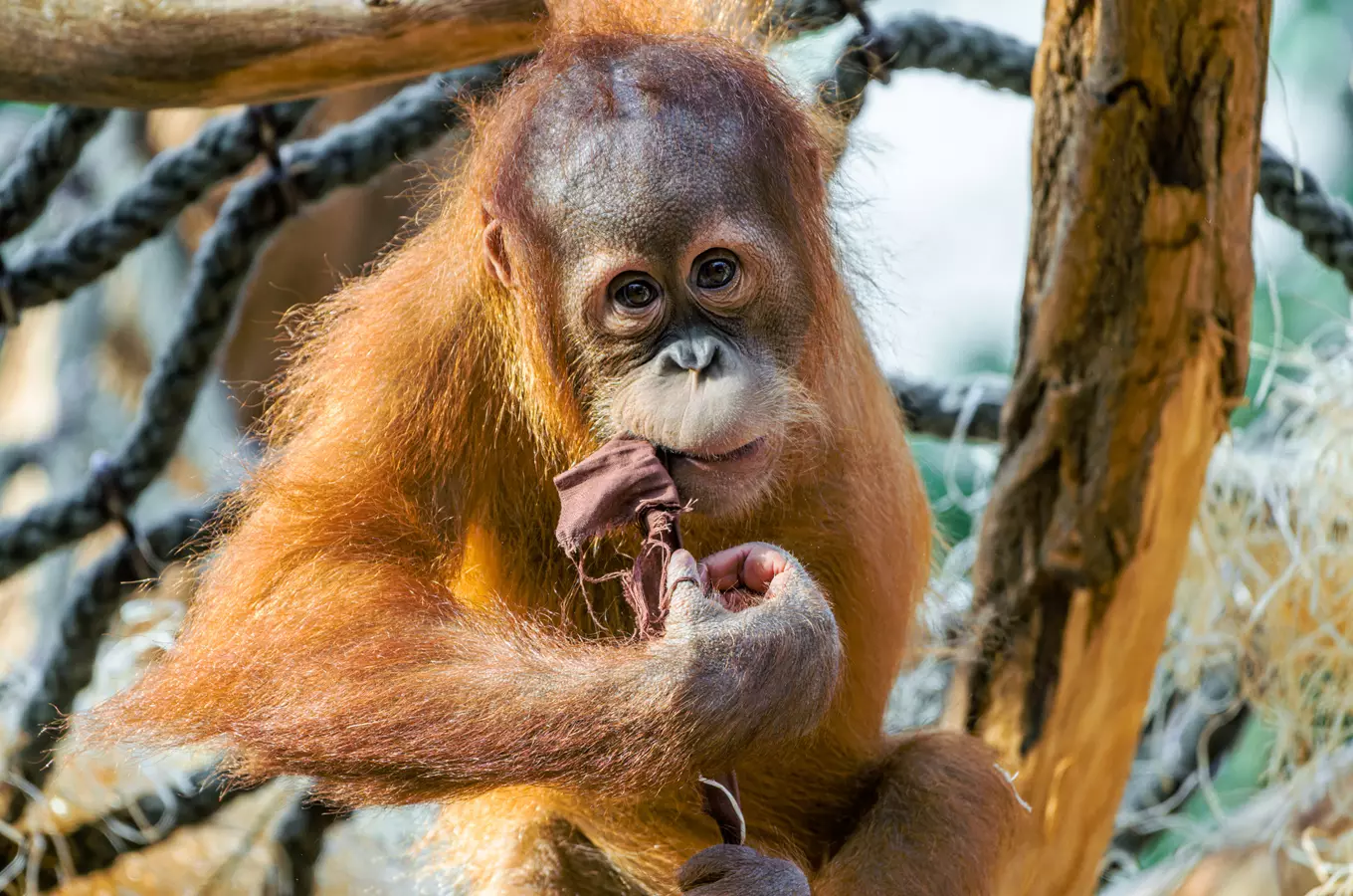 Zoo Praha zakončí prázdniny ledovým osvěžením, vstupem za korunu i Hurvínkem