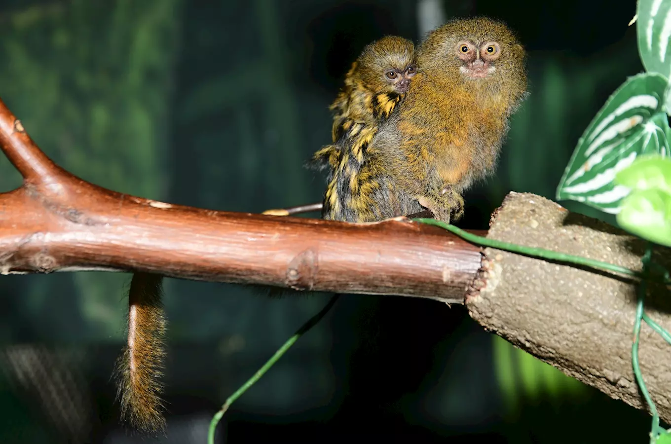 S vysloužilci do zoo a Den pro zoologicé zahrady v Zoo Olomouc