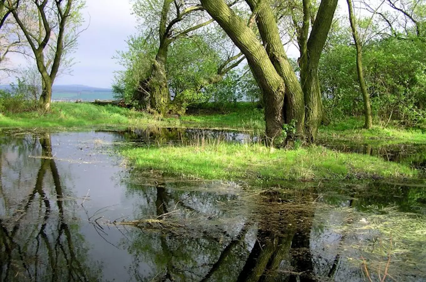 Drnovický mokřad – Žumpy