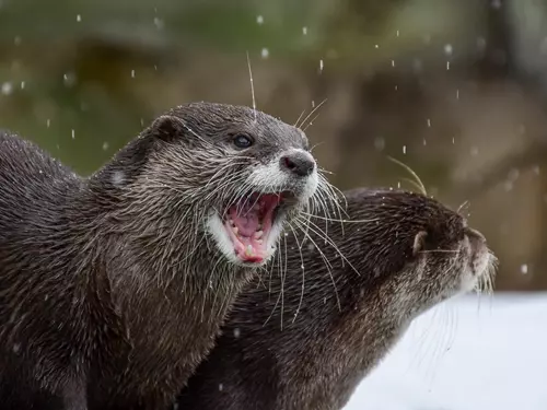 Za pěkné vysvědčení se podíváte do jihlavské zoo za korunu