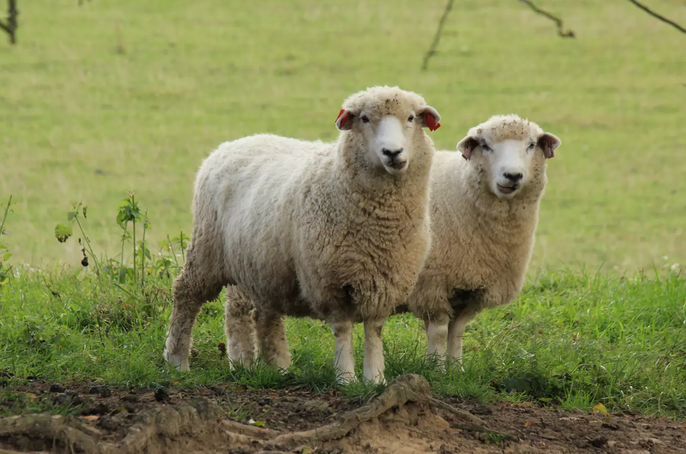ovce Vrbětice