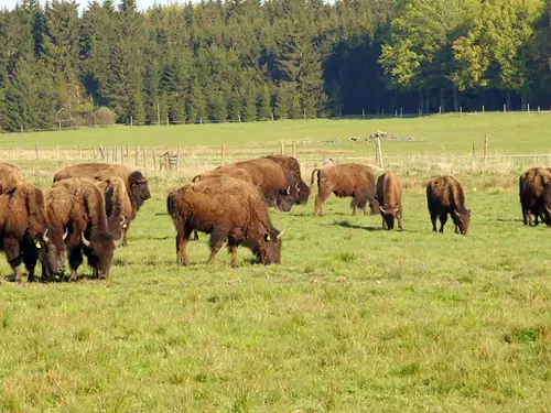#světovéČesko a bizoni v České Kanadě
