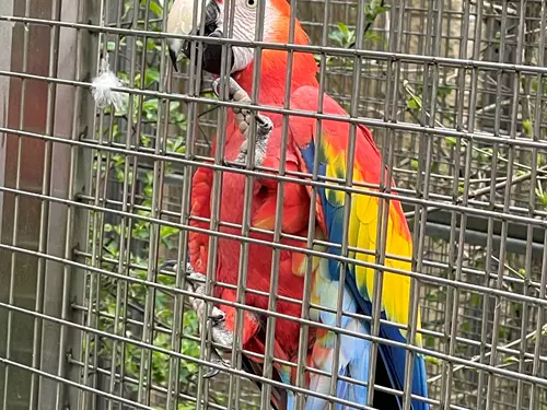 Papouščí zoologická zahrada Bošovice