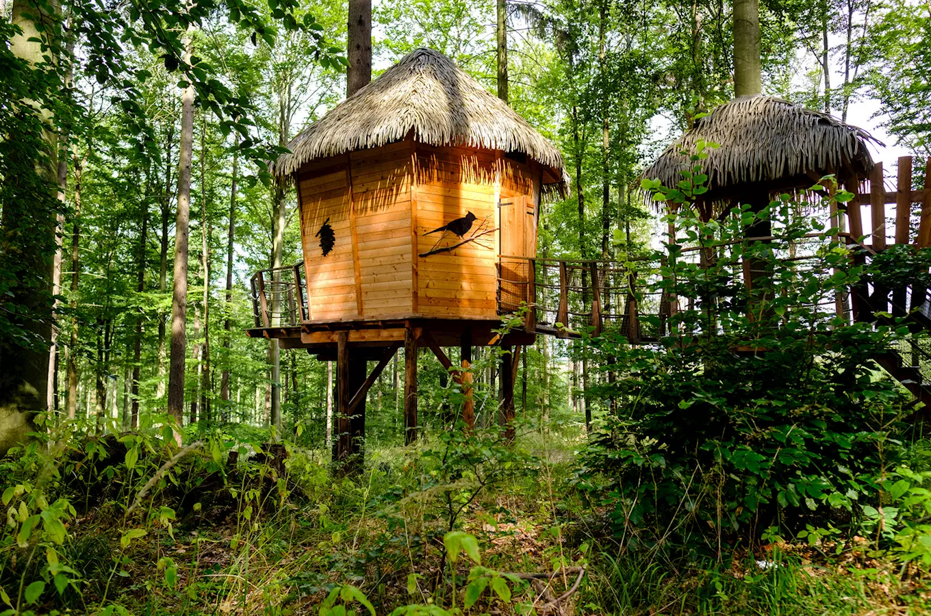 Tree House Sojčí hnízdo – ubytování v korunách stromů