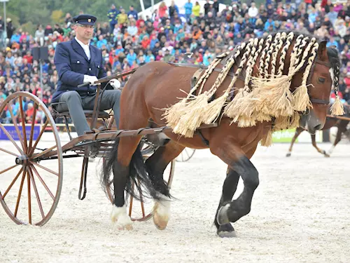 Ukázka zápreže chladnokrevníka v sulce