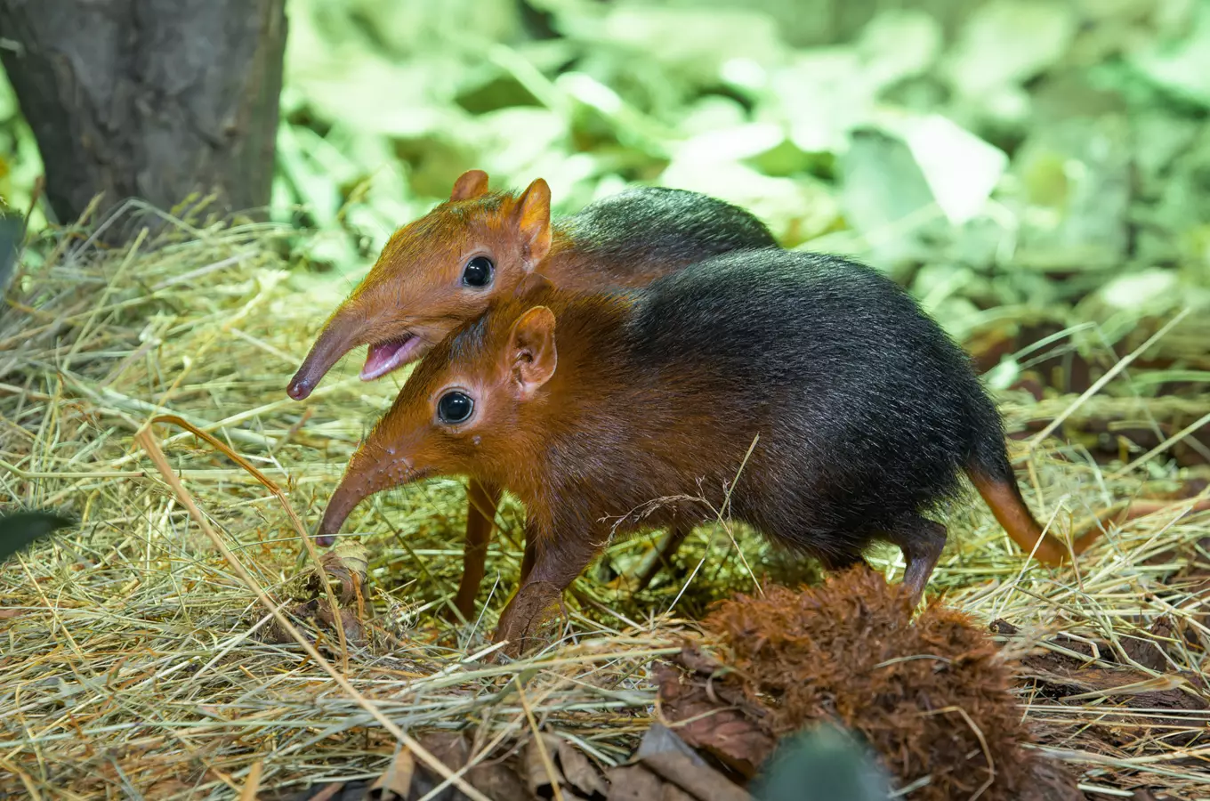 V Zoo Praha si prohlédnete vzácné bércouny Petersovy