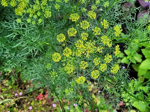 Ferula assa-foetida