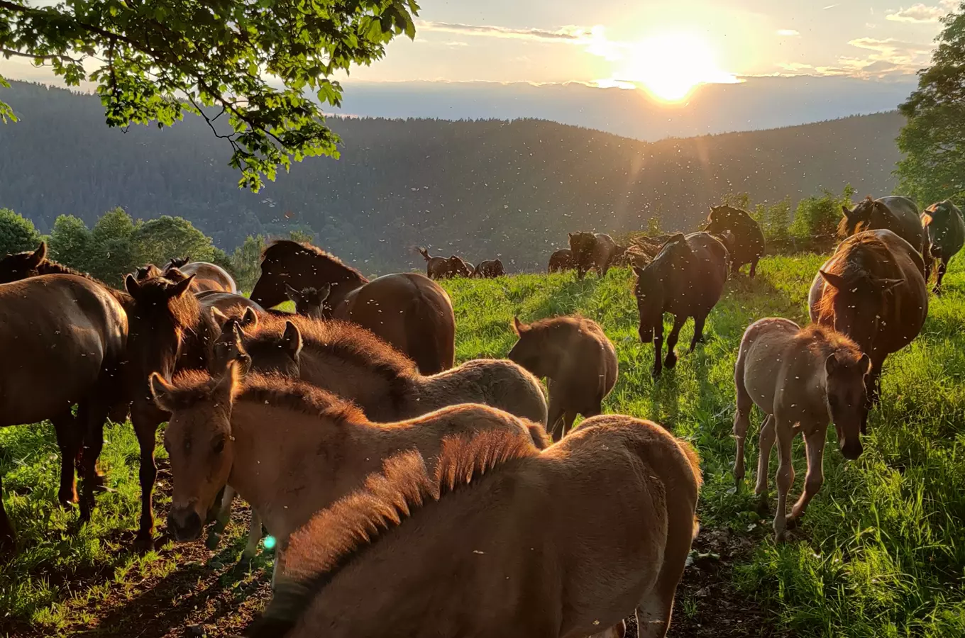 Horská Farma Hucul na úbočí svahu Janovy hory