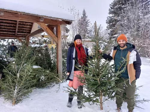 Vánoční stromky lokálně, ekologicky a ekonomicky