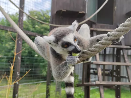 Na den chovatelem v Zoo Stěžery - Lemuři