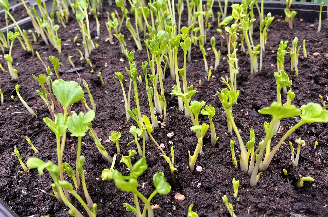 Vitenplant – Květinová a bylinková biofarma