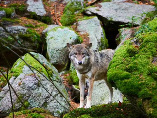 Šumava, Kudy z nudy, výlet do přírody