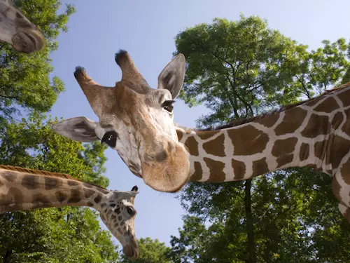 Žirafy poprvé volně v safari! Zoo Dvůr Králové představuje další novinku