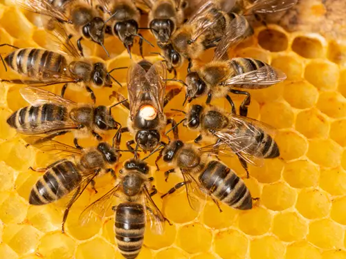 Tradice: Včely, včelařství, včelíny a medové zážitky