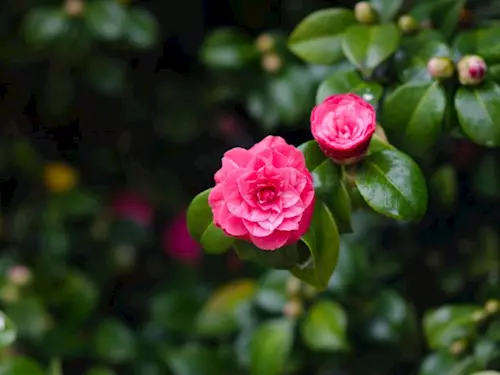 Výstava kamélie – růže dálného východu na zámku v Rájci nad Svitavou 
