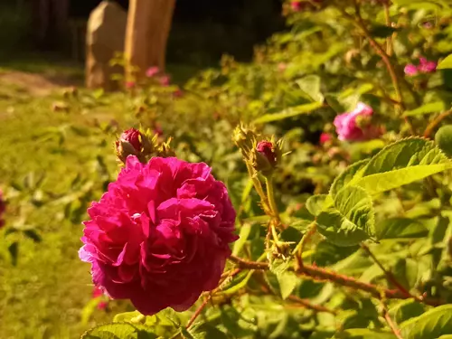 Stolístková zahrada Žítková – Mezi růžemi o růžích